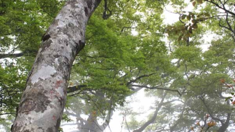 山毛櫸步道 如奇幻夢境