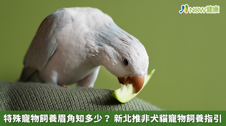 特殊寵物飼養眉角知多少？ 新北推非犬貓寵物飼養指引