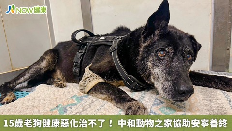 15歲老狗健康惡化治不了！ 中和動物之家協助安寧善終