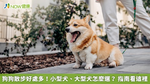 狗狗散步好處多！小型犬、大型犬怎麼遛？ 指南看這裡