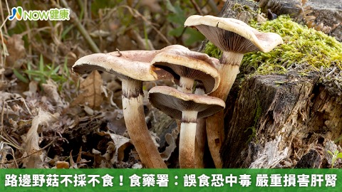 路邊野菇不採不食！食藥署：誤食恐中毒 嚴重損害肝腎