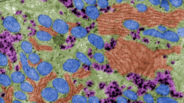 人工受孕著床靠粒線體？ 補充5營養素優化你的粒線體