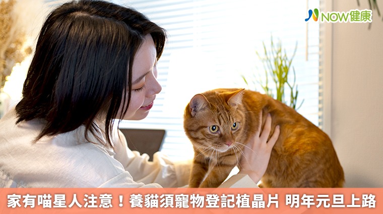 家有喵星人注意！養貓須寵物登記植晶片 明年元旦上路