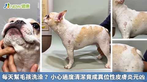每天幫毛孩洗澡？ 小心過度清潔竟成異位性皮膚炎元凶