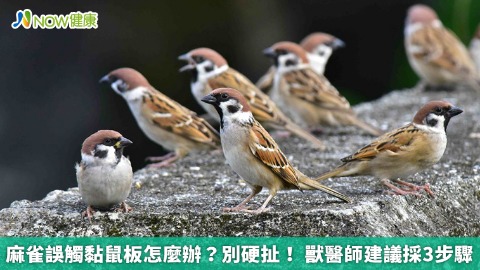 麻雀誤觸黏鼠板怎麼辦？別硬扯！ 獸醫師建議採3步驟