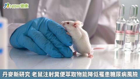 丹麥新研究 老鼠注射糞便萃取物能降低罹患糖尿病風險