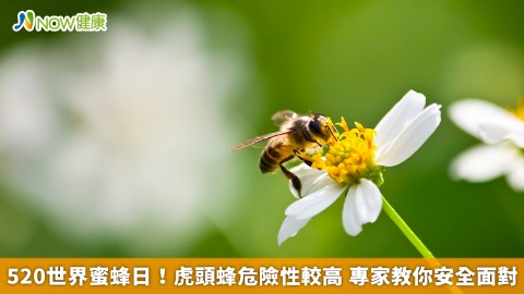 520世界蜜蜂日！虎頭蜂危險性較高 專家教你安全面對