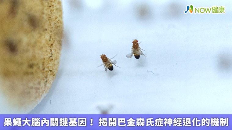 果蠅大腦內關鍵基因！ 揭開巴金森氏症神經退化的機制