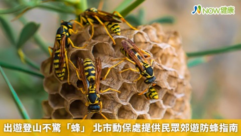 出遊登山不驚「蜂」 北市動保處提供民眾郊遊防蜂指南