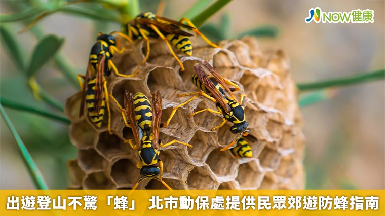 出遊登山不驚「蜂」 北市動保處提供民眾郊遊防蜂指南