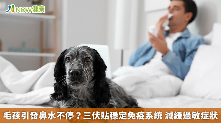 毛孩引發鼻水不停？三伏貼穩定免疫系統 減緩過敏症狀