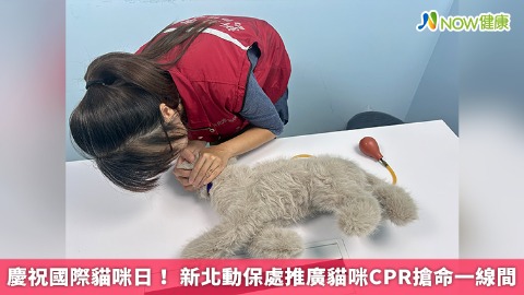 慶祝國際貓咪日！ 新北動保處推廣貓咪CPR搶命一線間