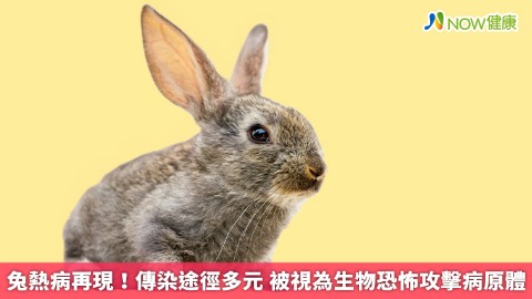 兔熱病再現！傳染途徑多元 被視為生物恐怖攻擊病原體