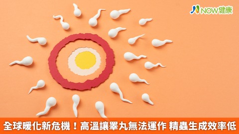 全球暖化新危機！高溫讓睪丸無法運作 精蟲生成效率低