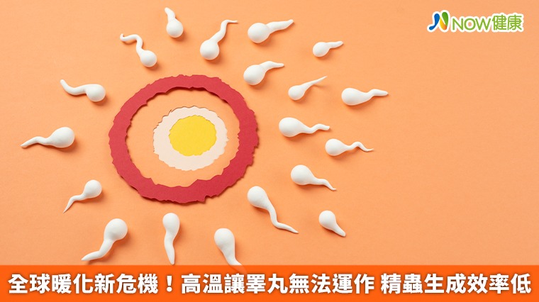 全球暖化新危機！高溫讓睪丸無法運作 精蟲生成效率低