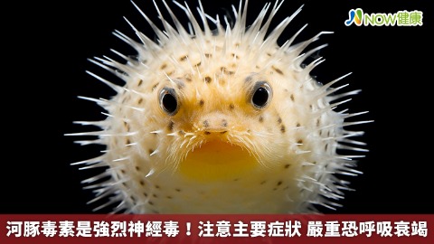 河豚毒素是強烈神經毒！注意主要症狀 嚴重恐呼吸衰竭