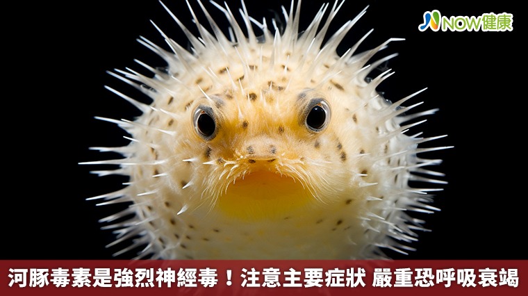 河豚毒素是強烈神經毒！注意主要症狀 嚴重恐呼吸衰竭