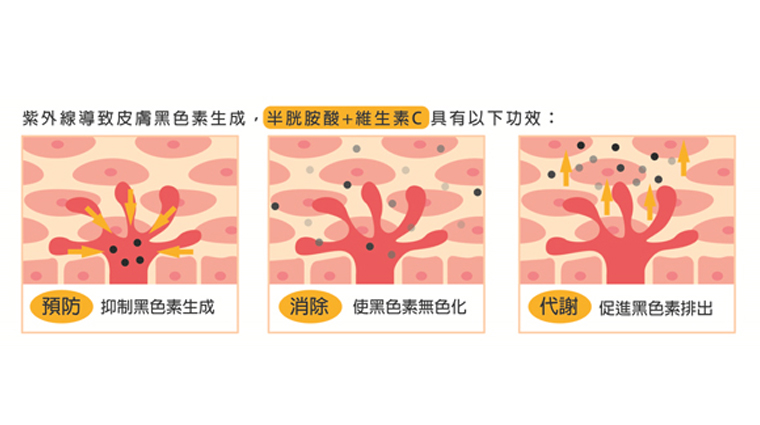 ▲半胱胺酸+維生素C可預防黑色素生成，並且促進黑色素代謝排出。（圖／公關照片）