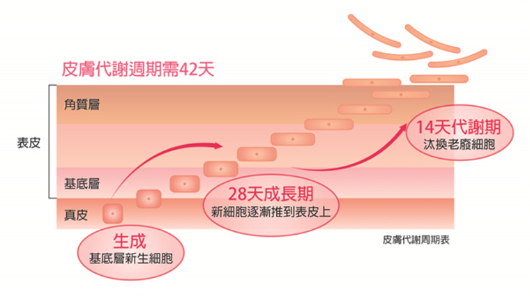 ▲皮膚代謝周期約42天。（圖／皮膚代謝示意圖／公關照片）